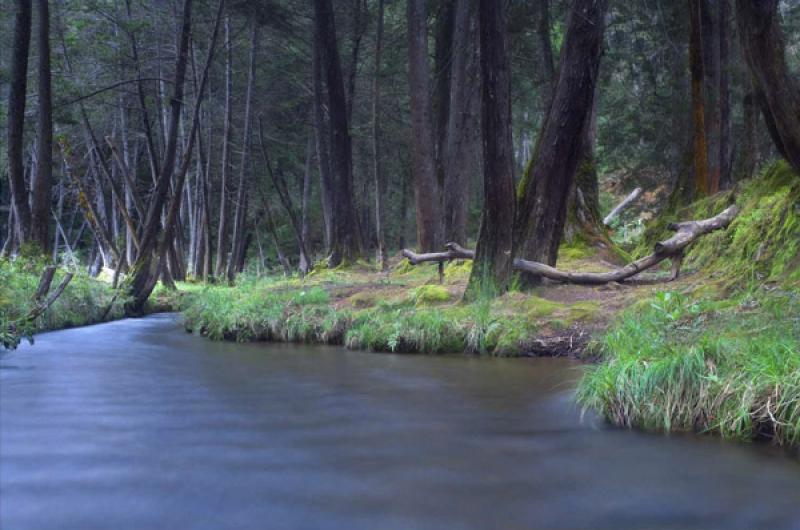 Bosque de Santa Elena, Antioquia, Medellin, Colomb...