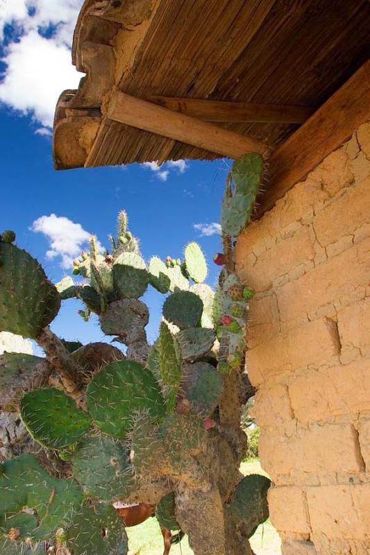 Cactus de una Vivienda, Villa de Leyva, Boyaca, Co...