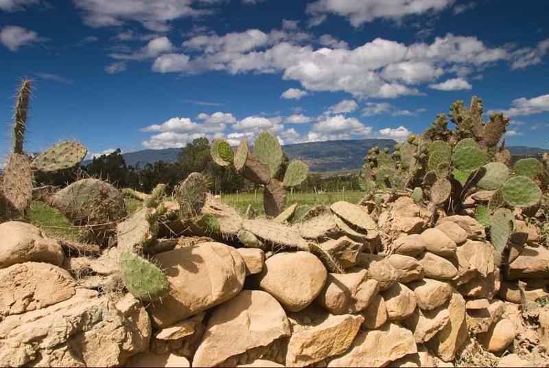 Cactus en las Rocas, Villa de Leyva, Boyaca, Colom...