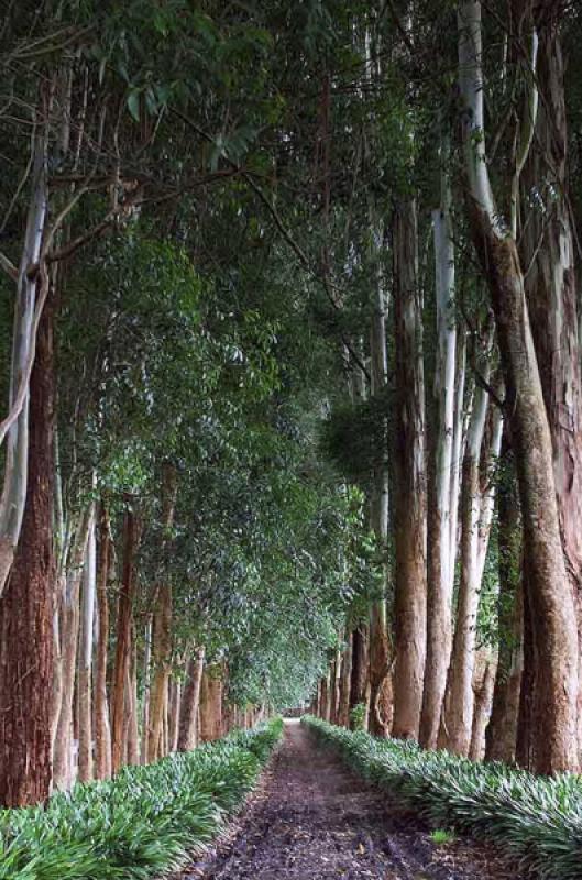 Bosque de Santa Elena, Antioquia, Medellin, Colomb...