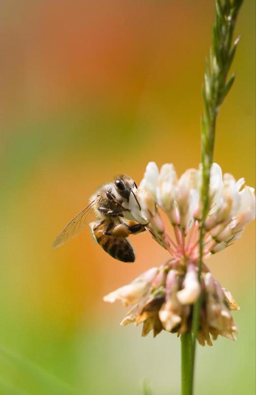 Abeja sobre una Flor