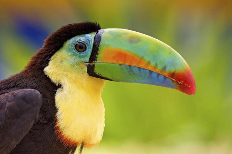 Tucan