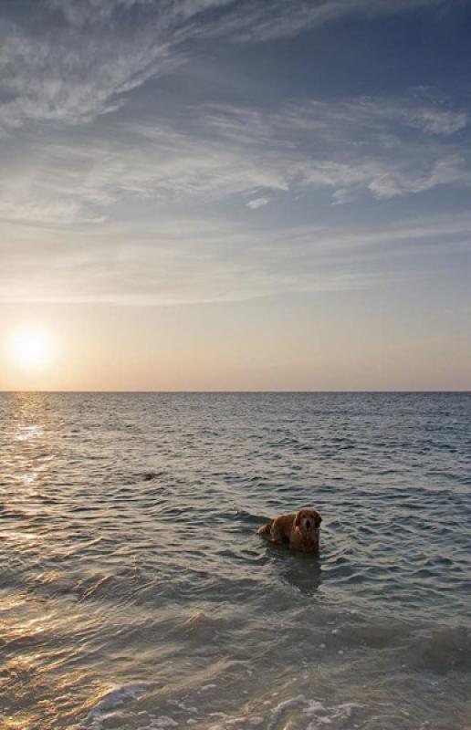 Perro en el Mar, Isla Mucura, Golfo de Morrosquill...