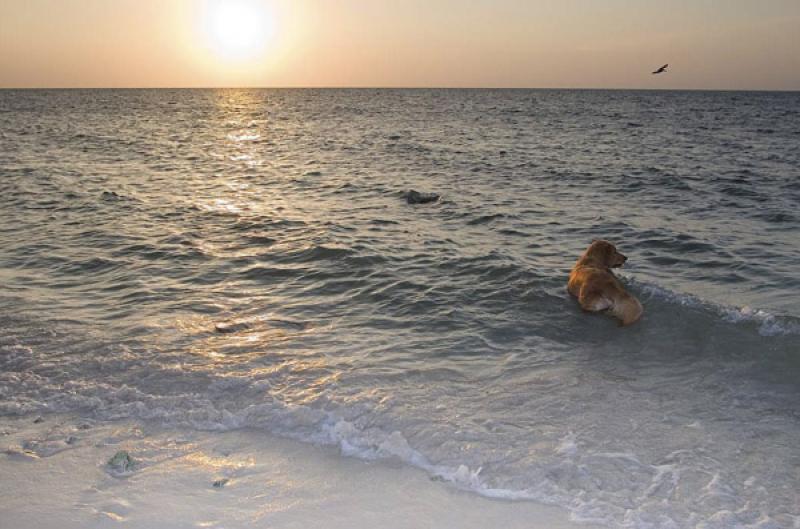 Perro en el Mar, Isla Mucura, Golfo de Morrosquill...