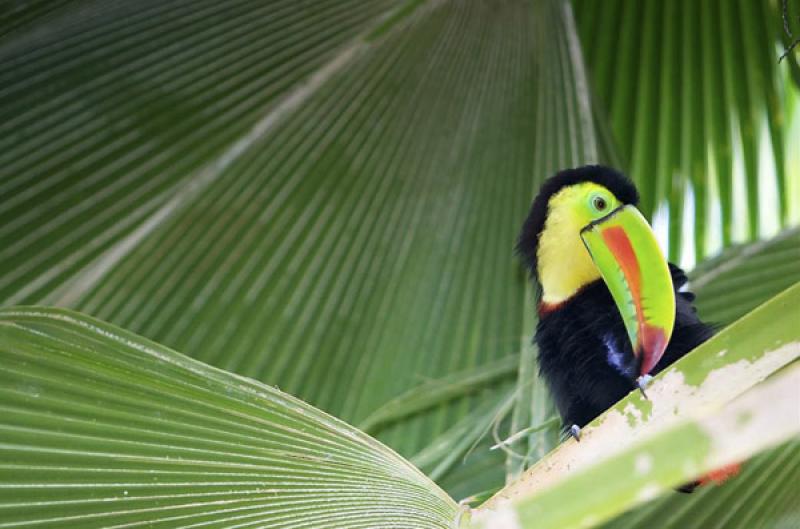 Tucan en un Arbol, Isla Mucura, Golfo de Morrosqui...