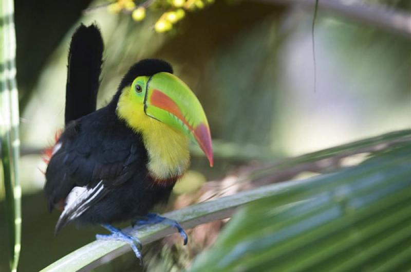 Tucan en un Arbol, Isla Mucura, Golfo de Morrosqui...