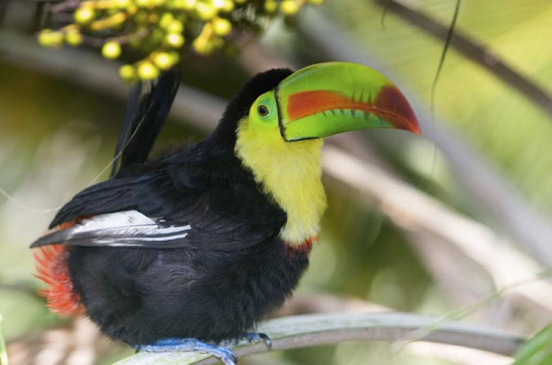 Tucan en un Arbol, Isla Mucura, Golfo de Morrosqui...