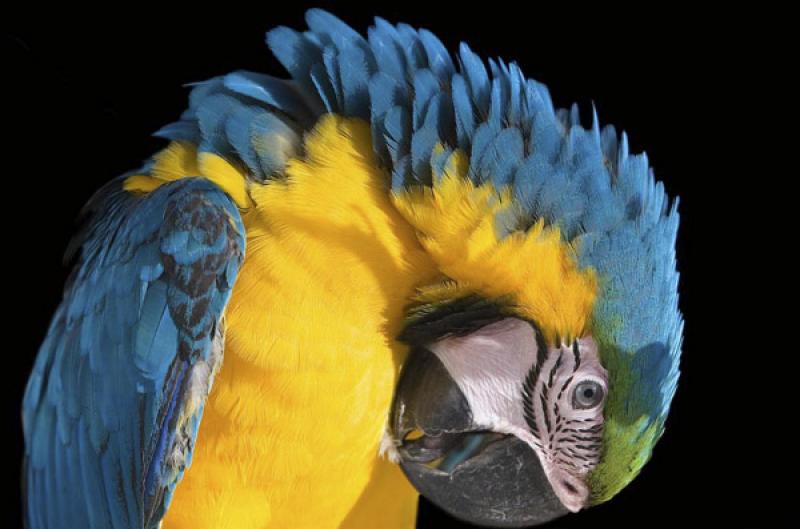 Guacamaya 