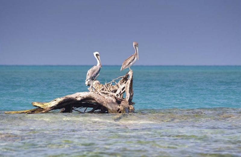 Pelicanos en Isla Mucura, Golfo de Morrosquillo, A...