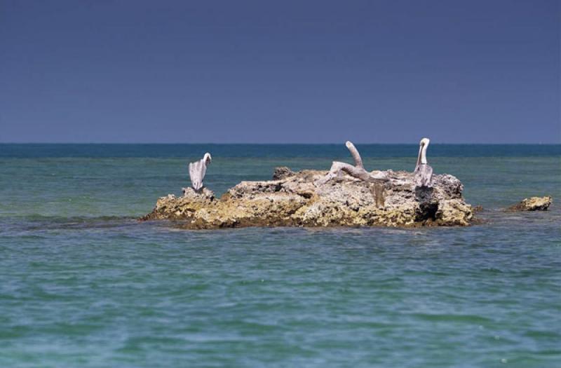 Pelicanos en Isla Mucura, Golfo de Morrosquillo, A...