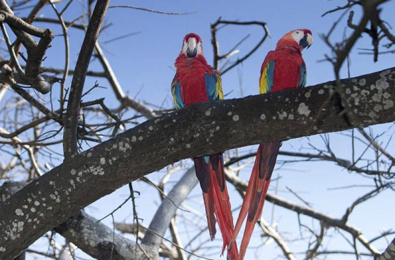 Guacamayas en una Rama, Isla Mucura, Golfo de Morr...