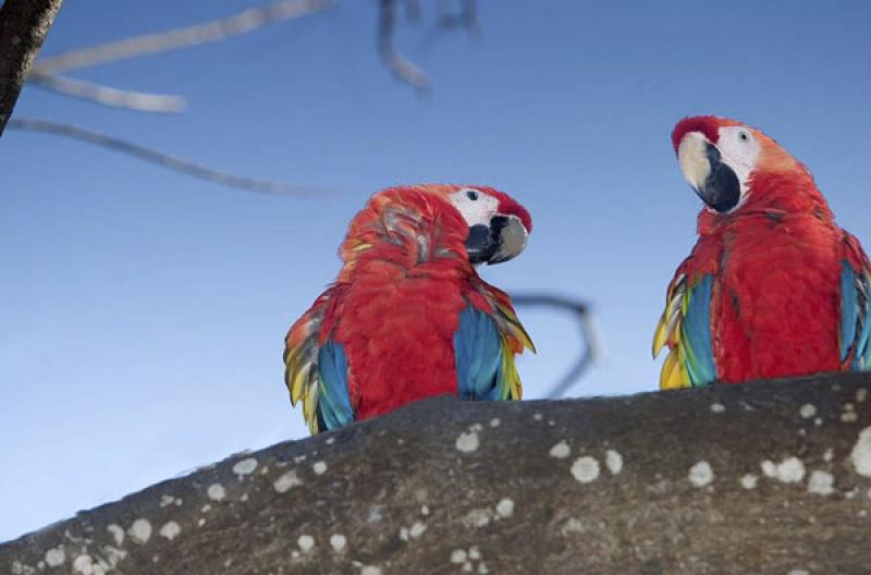 Guacamayas en una Rama, Isla Mucura, Golfo de Morr...