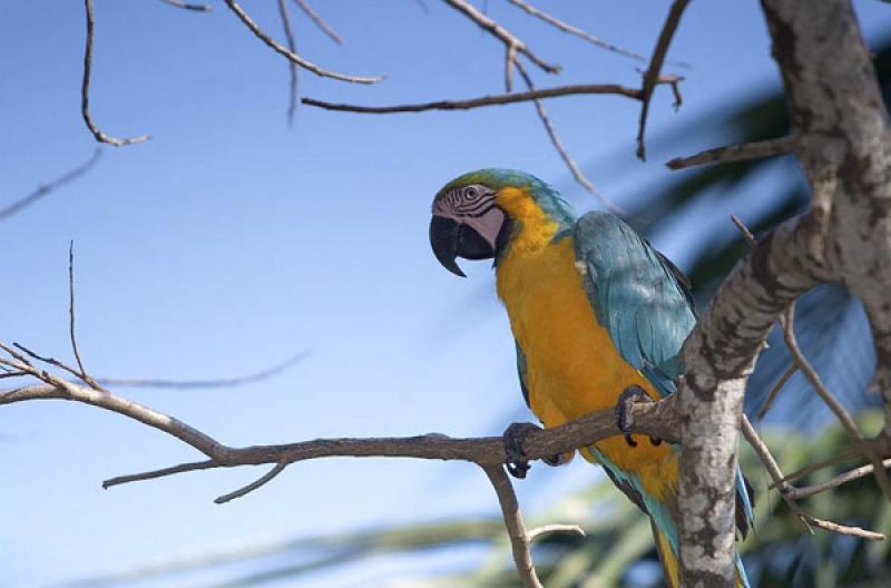 Guacamaya en una Rama, Isla Mucura, Golfo de Morro...