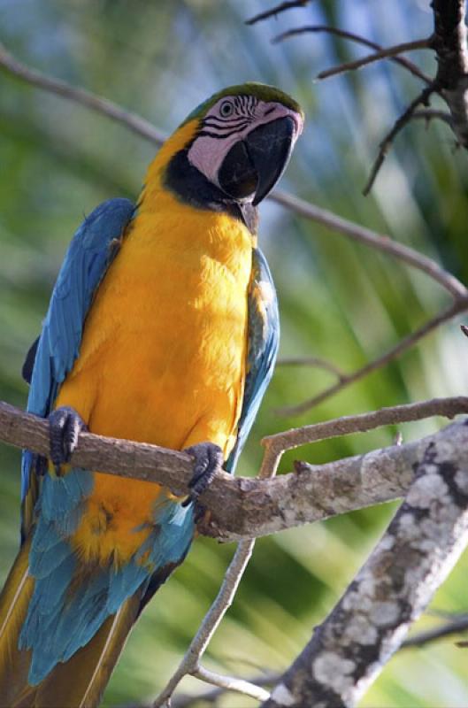 Guacamaya en una Rama, Isla Mucura, Golfo de Morro...