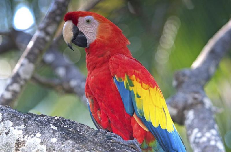 Guacamaya en una Rama, Isla Mucura, Golfo de Morro...