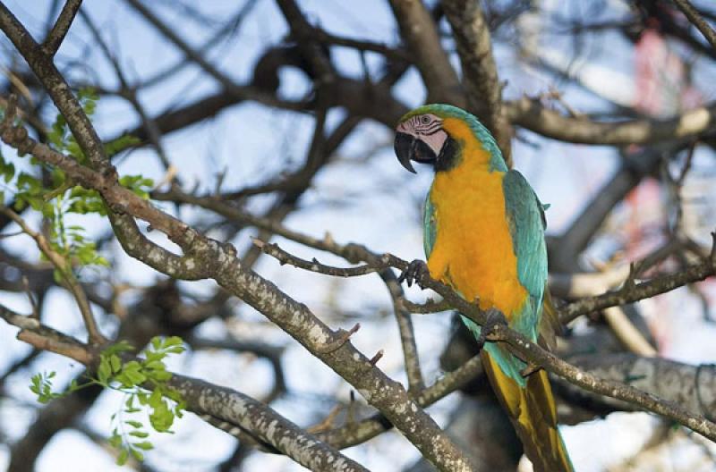 Guacamaya en una Rama, Isla Mucura, Golfo de Morro...