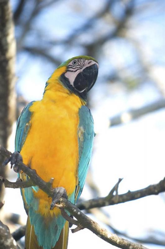 Guacamaya en una Rama, Isla Mucura, Golfo de Morro...