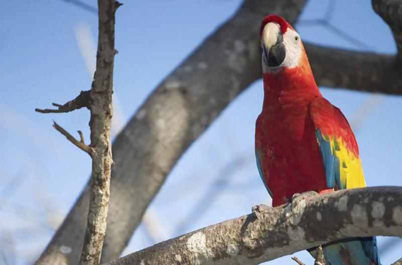 Guacamaya en una Rama, Isla Mucura, Golfo de Morro...