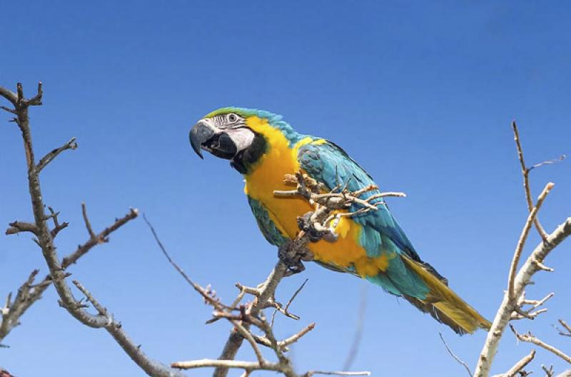 Guacamaya en una Rama, Isla Mucura, Golfo de Morro...