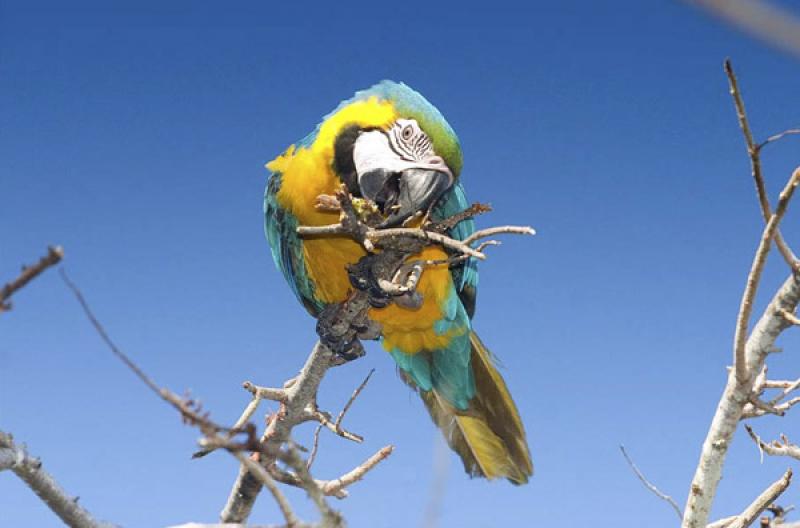 Guacamaya en una Rama, Isla Mucura, Golfo de Morro...