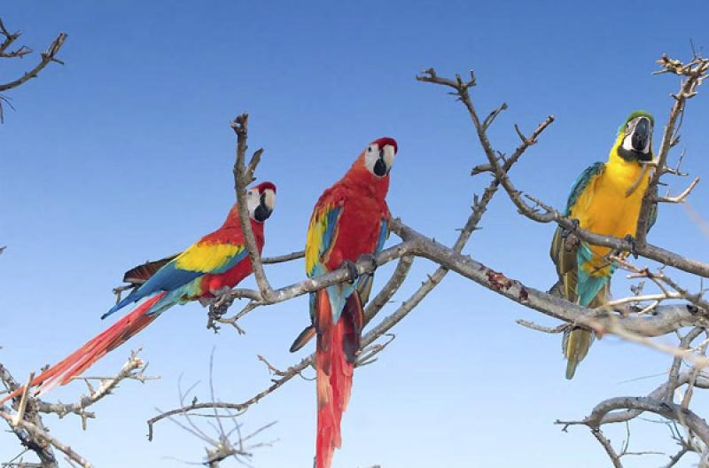 Guacamayas en una Rama, Isla Mucura, Golfo de Morr...