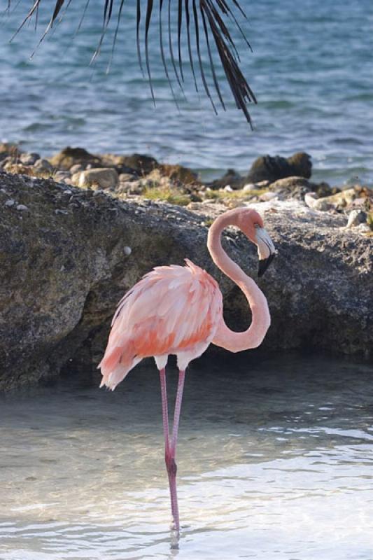 Flamenco en Isla Mucura, Golfo de Morrosquillo, Ar...