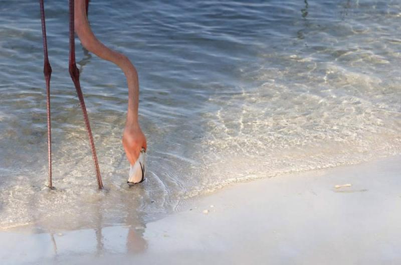 Flamenco en Isla Mucura, Golfo de Morrosquillo, Ar...