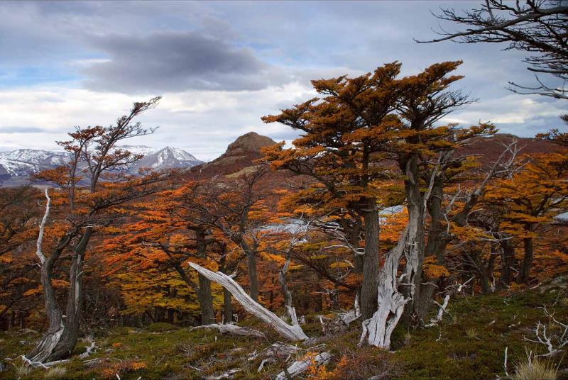 Bosque de Chalten, Patagonia, Argentina, Sur Ameri...