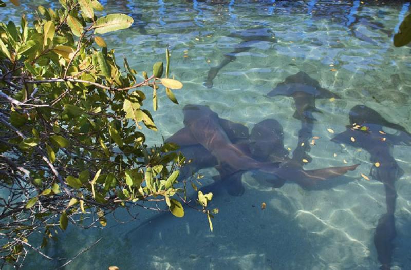 Acuario de Islas del Rosario, Cartagena, Bolivar, ...