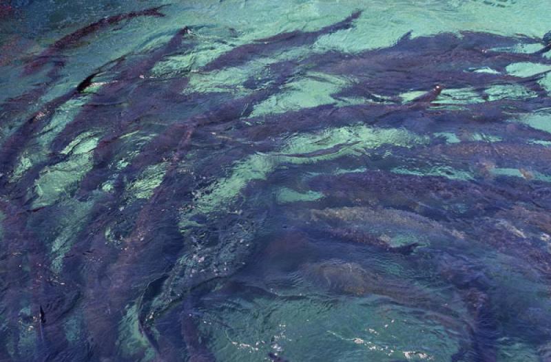 Acuario de Islas del Rosario, Cartagena, Bolivar, ...