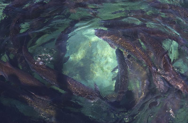 Acuario de Islas del Rosario, Cartagena, Bolivar, ...