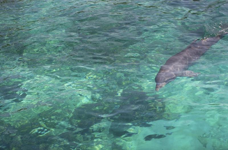 Acuario de Islas del Rosario, Cartagena, Bolivar, ...