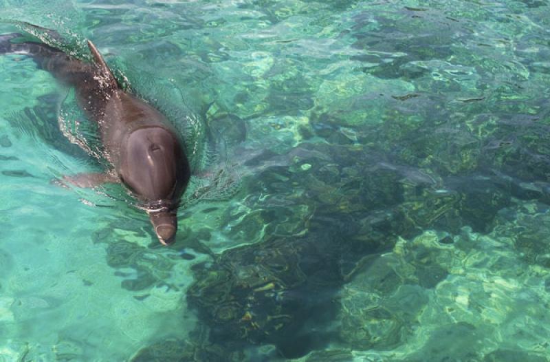 Acuario de Islas del Rosario, Cartagena, Bolivar, ...