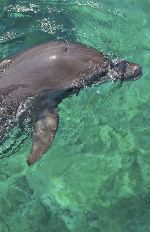 Acuario de Islas del Rosario, Cartagena, Bolivar, ...