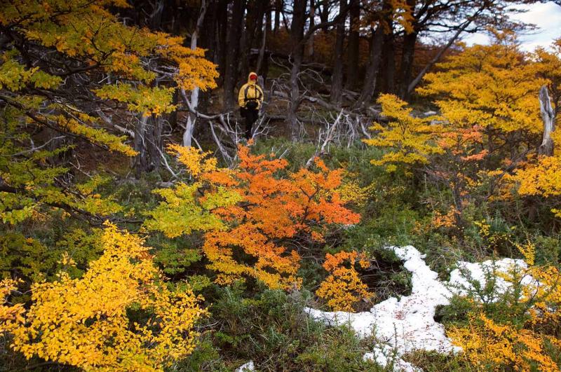 Bosque de Chalten, Patagonia, Argentina, Sur Ameri...