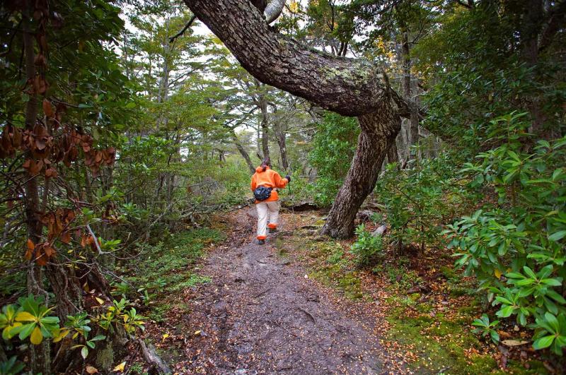 Bosques del Glaciar Martial, Ushuaia, Patagonia, A...