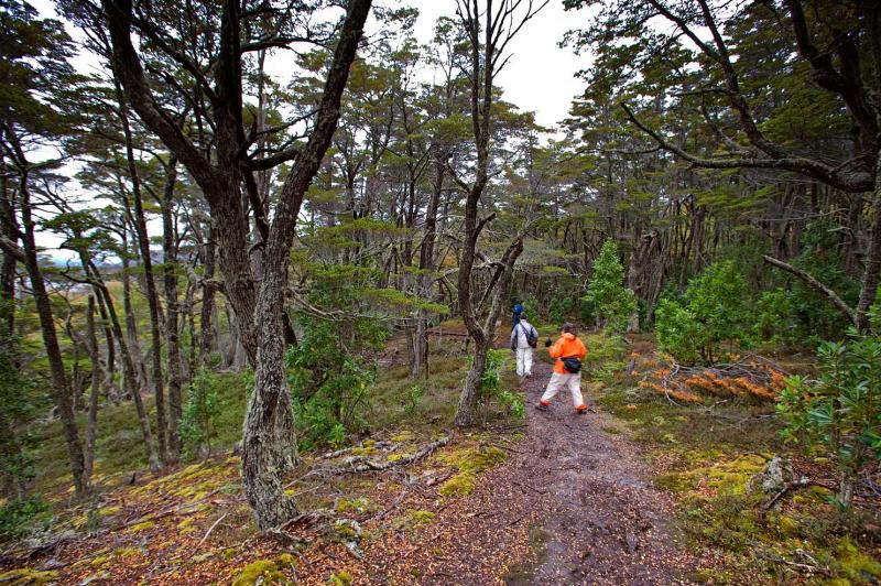 Bosques del Glaciar Martial, Ushuaia, Patagonia, A...