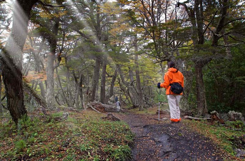 Bosques del Glaciar Martial, Ushuaia, Patagonia, A...