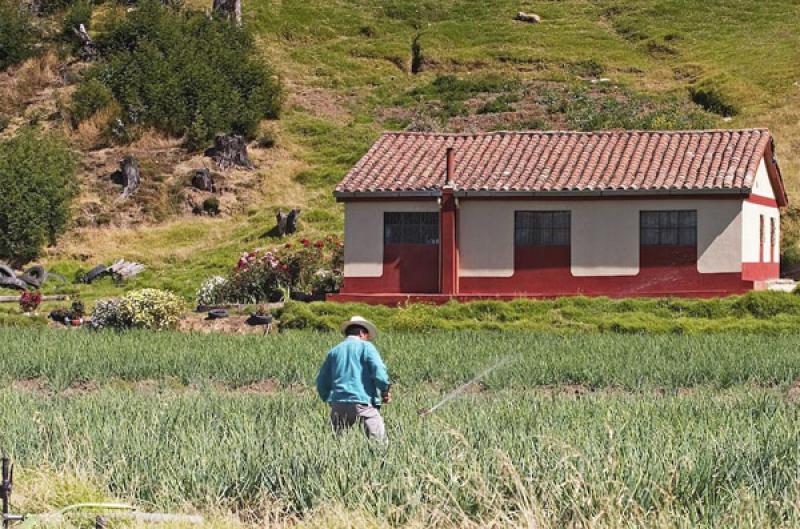 Cultivos de Cebolla, Boyaca, Tunja, Colombia