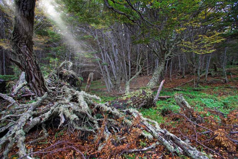 Bosques del Glaciar Martial, Ushuaia, Patagonia, A...