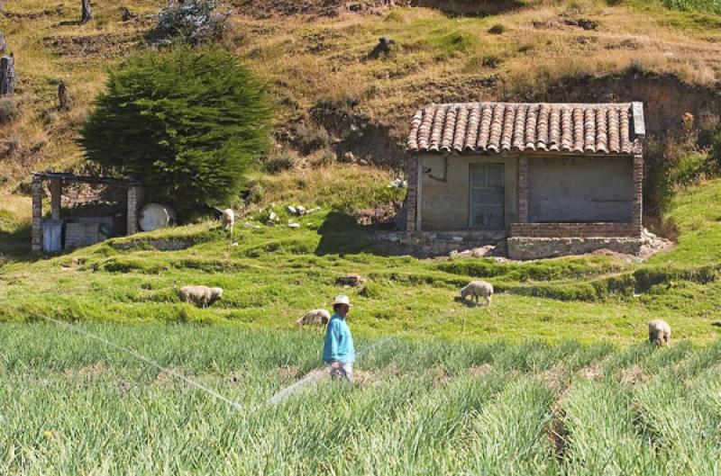 Cultivos de Cebolla, Boyaca, Tunja, Colombia