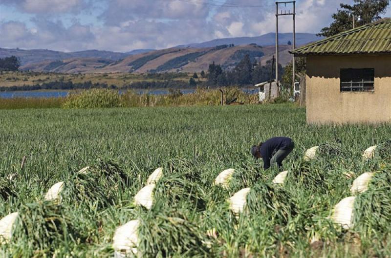 Cultivos de Cebolla, Boyaca, Tunja, Colombia