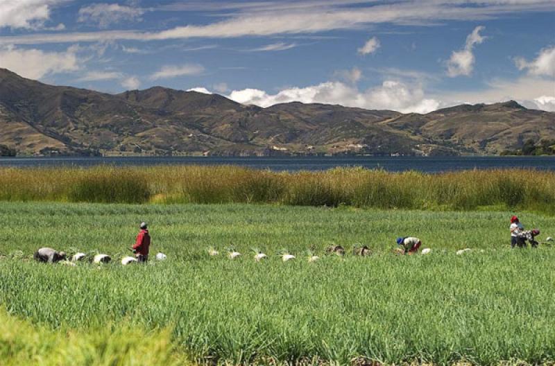 Cultivos de Cebolla, Boyaca, Tunja, Colombia