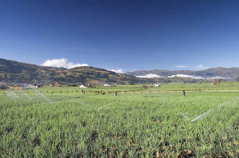 Cultivos de Cebolla, Boyaca, Tunja, Colombia