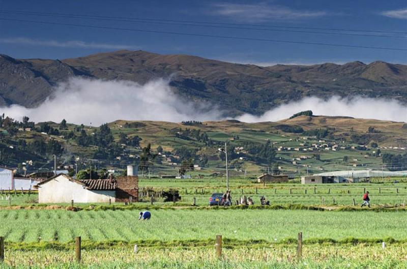 Cultivos de Cebolla, Boyaca, Tunja, Colombia