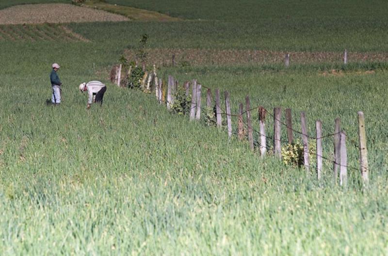 Cultivos de Cebolla, Boyaca, Tunja, Colombia