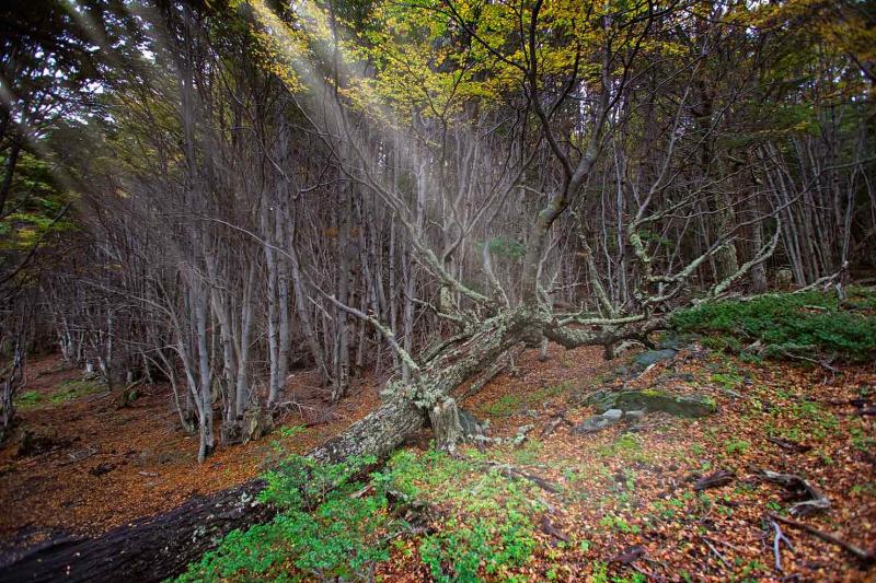 Bosques del Glaciar Martial, Ushuaia, Patagonia, A...