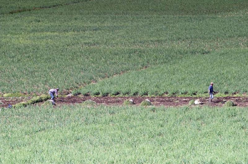 Cultivos de Cebolla, Boyaca, Tunja, Colombia