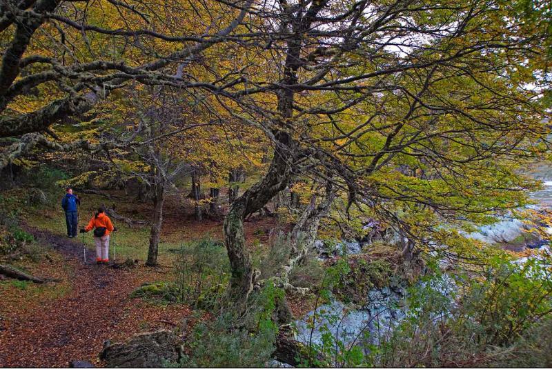 Bosques del Glaciar Martial, Ushuaia, Patagonia, A...