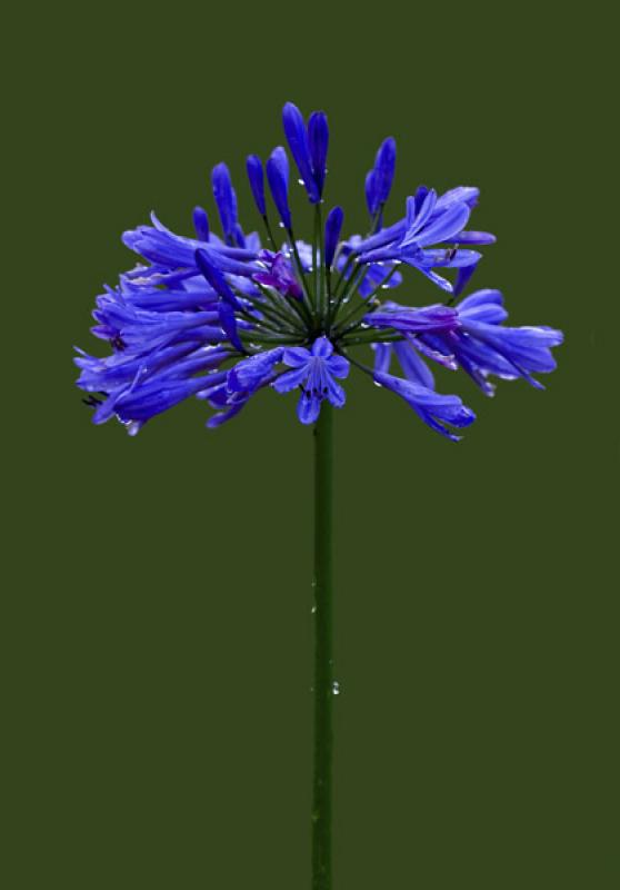 Agapanthus